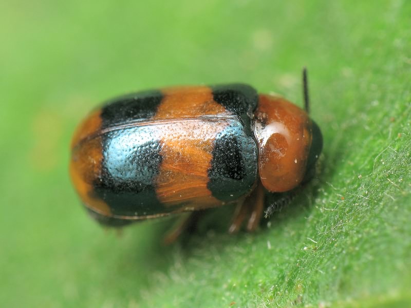 Coptocephala quadrimaculata (Linnaeus, 1767)
